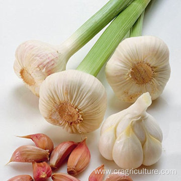 Buy Organic Culinary Garlic Low Price